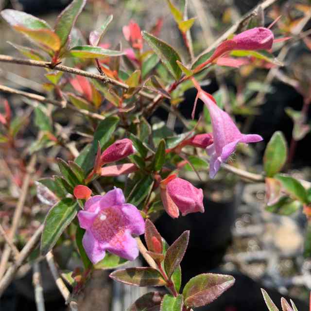 アベリア エドワードゴーチャ 10ポット 小型 緑葉 ピンク花 紅葉 植栽