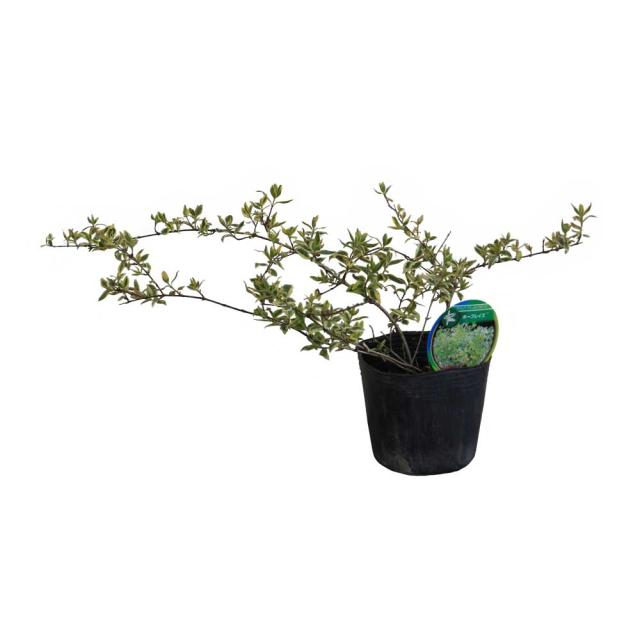 アベリア ホープレイズ 5ポットセット 苗 庭木 花木 生垣 目隠し グランドカバーの通販はau Pay マーケット 相馬グリーン