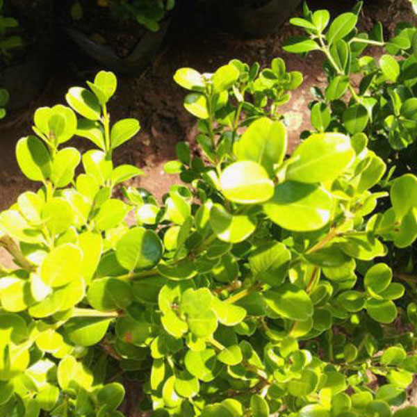 ボックスウッド 西洋ツゲ 樹高50cm前後 10本セット 常緑 苗木 庭木 生垣 スドウツゲの通販はau Pay マーケット 相馬グリーン