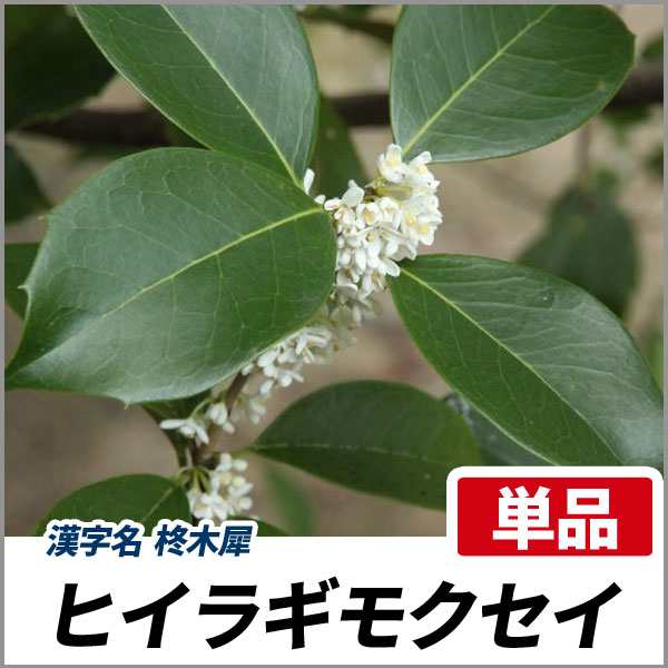 ヒイラギモクセイ 樹高80cm前後 単品 常緑 苗木 庭木 生垣 目隠し 柊木犀の通販はau Pay マーケット 相馬グリーン