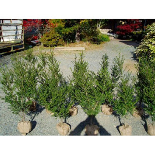 キンメツゲ 樹高80cm前後 10本セット 常緑 庭木 生垣 目隠し イヌツゲの園芸品種の通販はau Pay マーケット 相馬グリーン