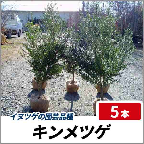 キンメツゲ 樹高80cm前後 5本セット 常緑 庭木 生垣 目隠し イヌツゲの園芸品種の通販はau Pay マーケット 相馬グリーン