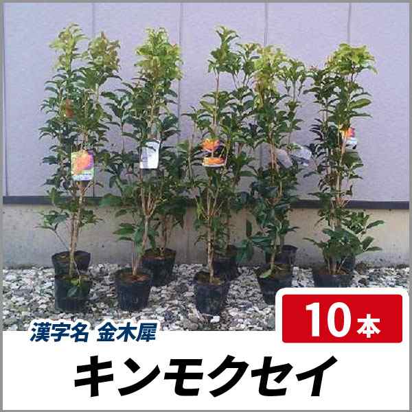 キンモクセイ 樹高80cm前後 10本セット 常緑 苗木 庭木 花木 シンボルツリー 金木犀の通販はau Pay マーケット 相馬グリーン