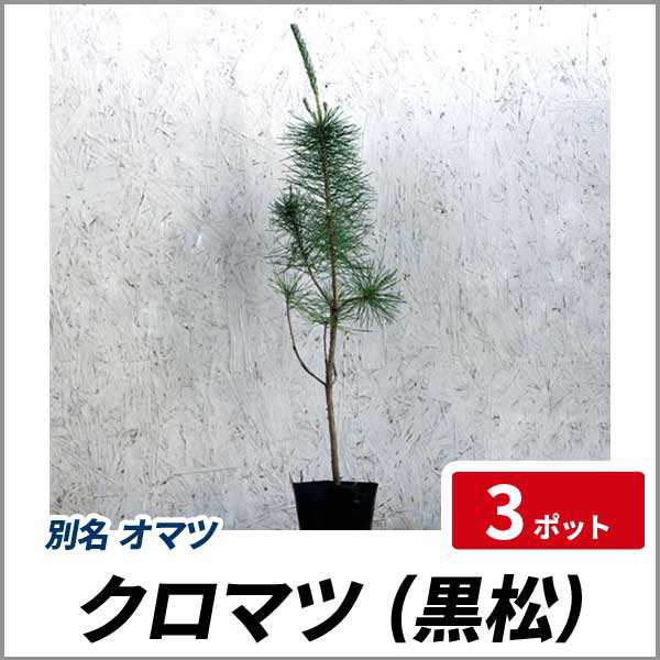 クロマツ 樹高50cm前後 3ポット 常緑 植木 庭木 和風 雄松の通販はau Pay マーケット 相馬グリーン