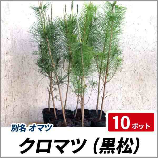 クロマツ 樹高50cm前後 10ポット 常緑 植木 庭木 和風 雄松の通販はau Pay マーケット 相馬グリーン