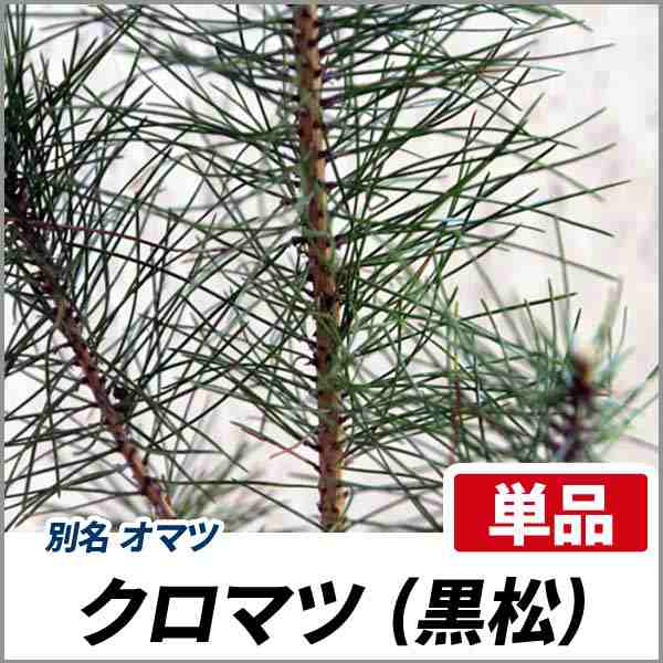 クロマツ 樹高80cm前後 単品 常緑 植木 庭木 和風 雄松の通販はau Pay マーケット 相馬グリーン