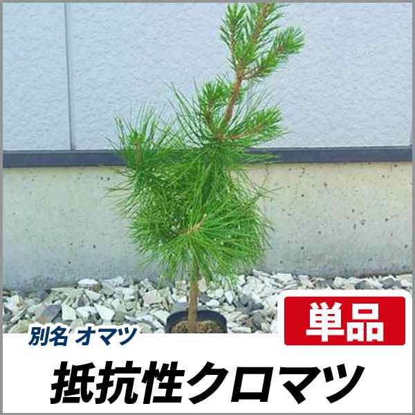 抵抗性 クロマツ 樹高1 5m前後 単品 常緑 植木 庭木 和風 雄松の通販はau Pay マーケット 相馬グリーン