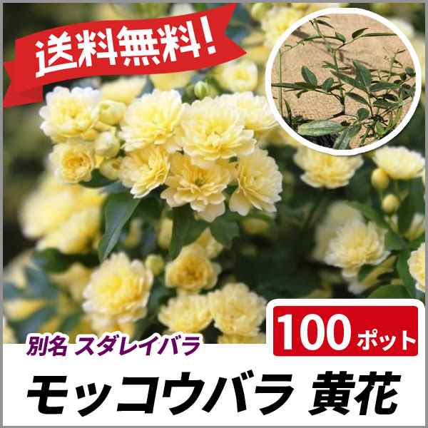 モッコウバラ 黄花 100ポットセット 半常緑 苗木 庭木 花木 生垣 スダレイバラ 送料無料の通販はau Pay マーケット 相馬グリーン