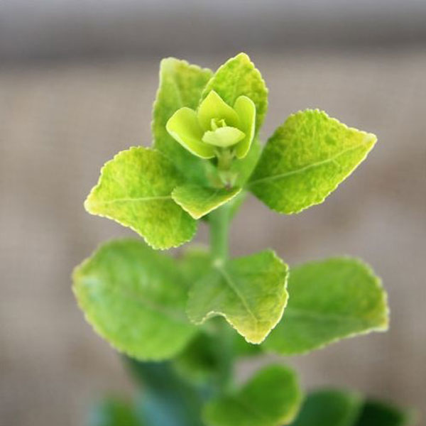 オウゴンマサキ 樹高30cm前後 24本セット 常緑 植木 庭木 生垣 目隠し シタワレ_1