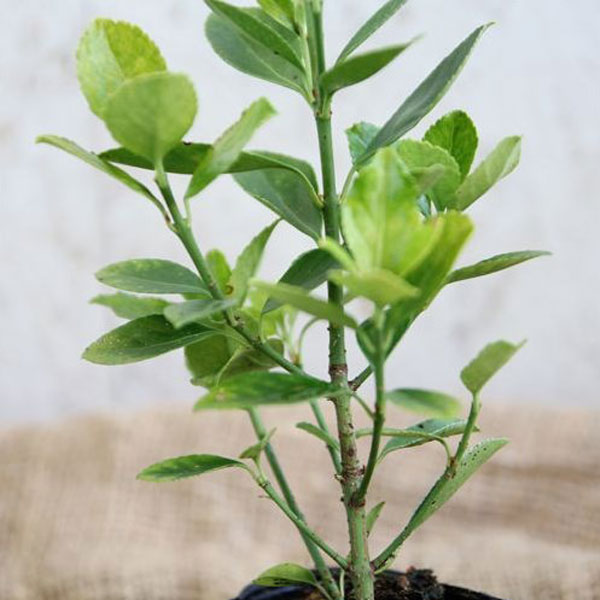 オウゴンマサキ 樹高30cm前後 24本セット 常緑 植木 庭木 生垣 目隠し シタワレ_2