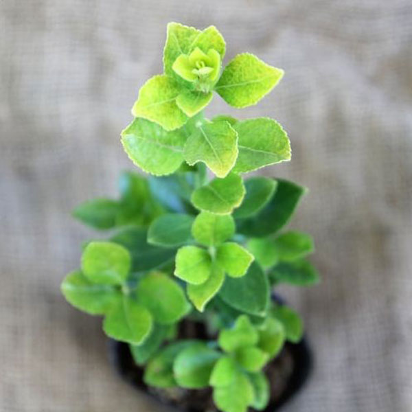 オウゴンマサキ 樹高30cm前後 24本セット 常緑 植木 庭木 生垣 目隠し シタワレ_3