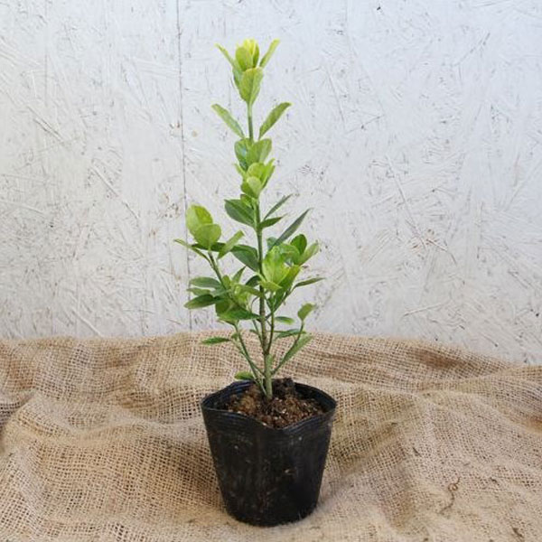 オウゴンマサキ 樹高30cm前後 24本セット 常緑 植木 庭木 生垣 目隠し シタワレ_4