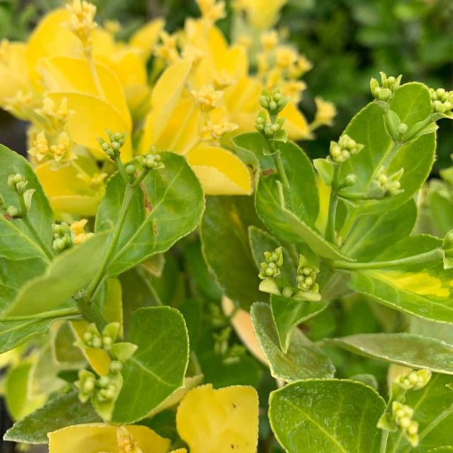 オウゴンマサキ 樹高30cm前後 24本セット 常緑 植木 庭木 生垣 目隠し シタワレ_5