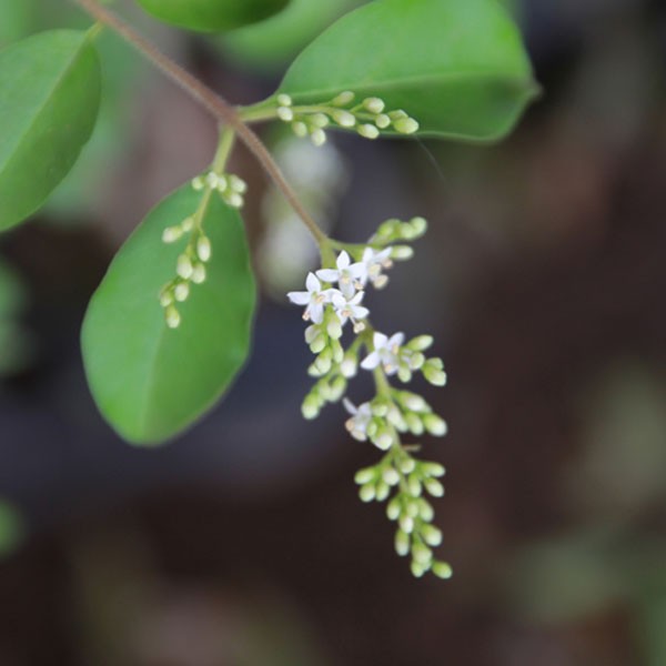 プリペット 樹高50cm前後 20本セット 半常緑 植木 庭木 生垣 セイヨウイボタノキ｜au PAY マーケット