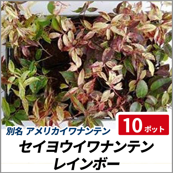 セイヨウイワナンテン レインボー 10ポットセット 常緑 苗木 庭木 カラーリーフ グランドカバーの通販はau Pay マーケット 相馬グリーン