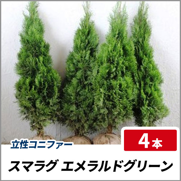 スマラグ エメラルドグリーン 樹高1 2m前後 4本セット 常緑 立性 コニファー 庭木 生垣 目隠しの通販はau Pay マーケット 相馬グリーン Au Pay マーケット店