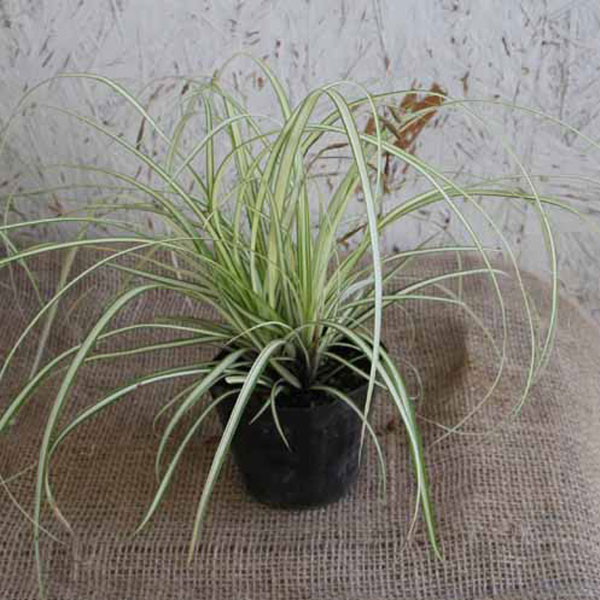 クライマックスセール再値下げ カレックス エバーゴールド ポットセット 国内正規品 限定 Farmerscentre Com Ng