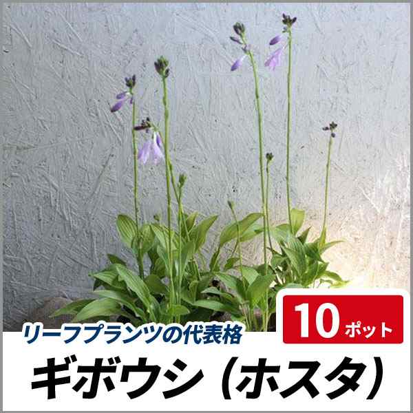 ギボウシ 10ポットセット 落葉 多年草 苗 カラーリーフ 日陰 ホスタの通販はau Pay マーケット 相馬グリーン