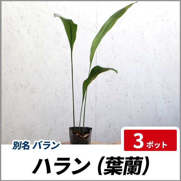 ハラン 3ポットセット 常緑 多年草 下草 観葉植物 和風 葉蘭の通販はau Pay マーケット 相馬グリーン