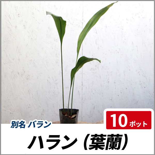 ハラン 10ポットセット 常緑 多年草 下草 観葉植物 和風 葉蘭の通販はau Pay マーケット 相馬グリーン