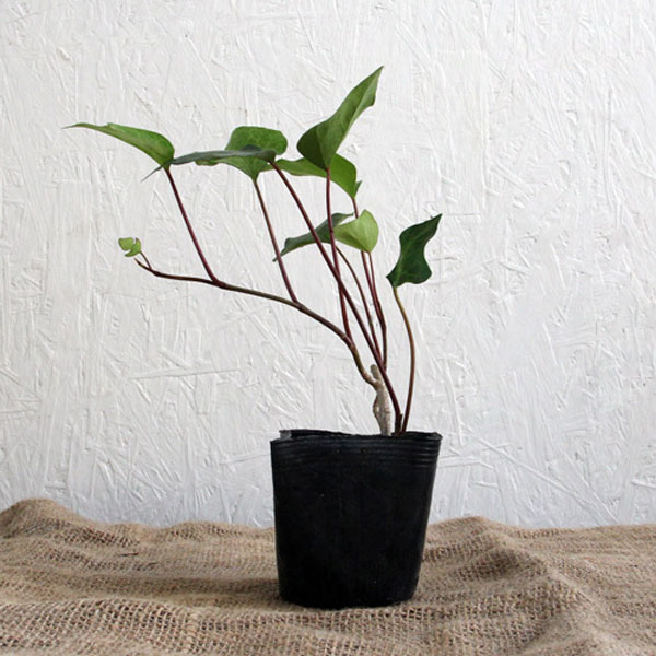 ヘデラ カナリエンシス 5ポットセット 常緑 苗 観葉植物 グランドカバー オカメヅタの通販はau Pay マーケット 相馬グリーン