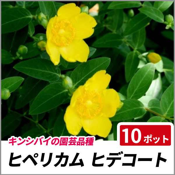 ヒペリカム ヒデコート 10ポットセット 常緑 苗木 花木 生垣 タイリンキンシバイの通販はau Pay マーケット 相馬グリーン