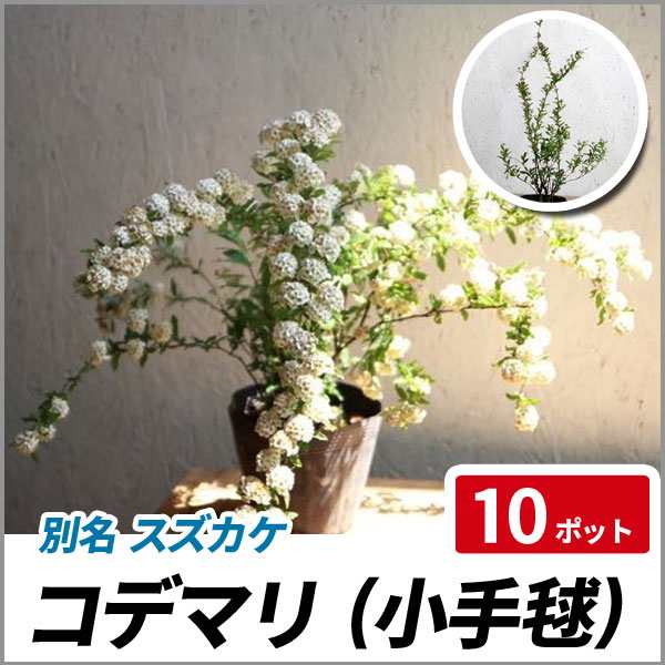 コデマリ 樹高40cm前後 10ポットセット 落葉 苗木 庭木 花木 スズカケの通販はau Pay マーケット 相馬グリーン