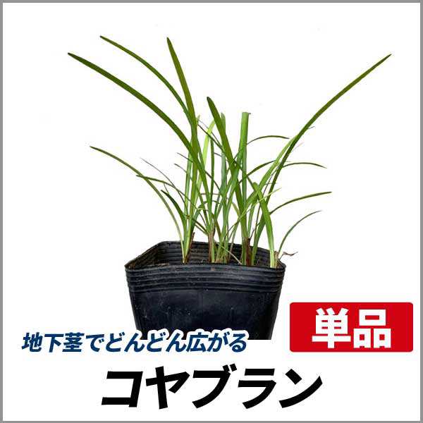 コヤブラン 単品 常緑 多年草 苗 グランドカバー 日陰の通販はau Pay マーケット 相馬グリーン