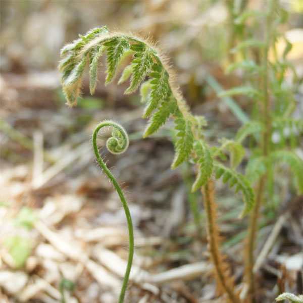 クサソテツ 8ポットセット 山野草 多年草 苗 観葉植物 日陰 コゴミの通販はau Pay マーケット 相馬グリーン