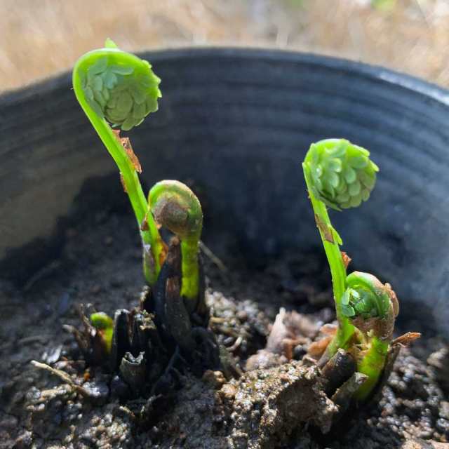 クサソテツ 8ポットセット 山野草 多年草 苗 観葉植物 日陰 コゴミの通販はau Pay マーケット 相馬グリーン