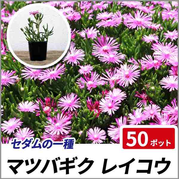 マツバギク レイコウ 50ポット 多年草 這性 グランドカバー