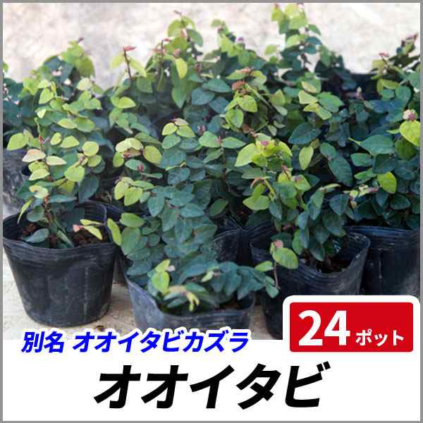 オオイタビ 24ポットセット 常緑 苗 グランドカバー 観葉植物 プミラ