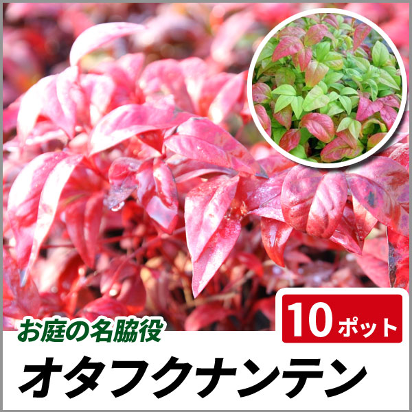 比較的寒さに強い 生垣用樹 １２本セット マサキ 緑葉 高さ約1 0ｍ 18ｃｍポット入り アオマサキ 青まさき 生垣 垣根 無料サンプルok 植木生産組合直営 人気の 植木組合より産地直送 ガーデニング おしゃれな庭に 植木 常緑樹 庭木 寒さに強い 目隠し