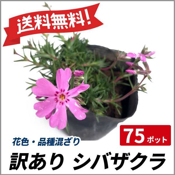 訳あり 芝桜(シバザクラ) 花色・品種混ざり 75ポットセット
