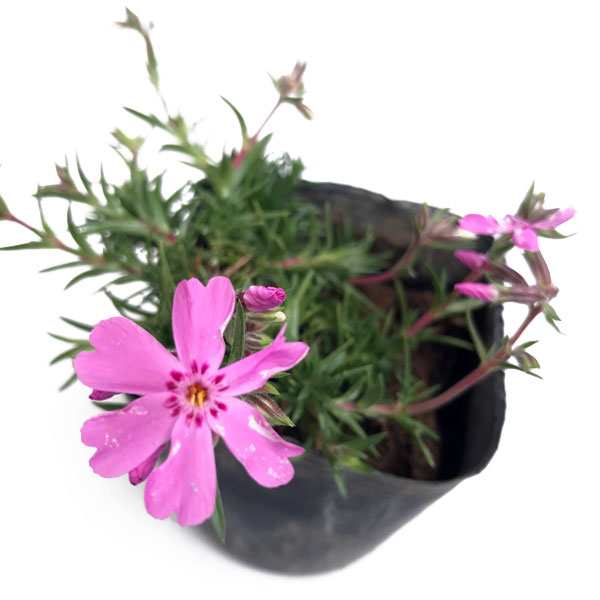 送料無料 訳あり 芝桜 (シバザクラ) 75ポット (花色・品種混ざり)