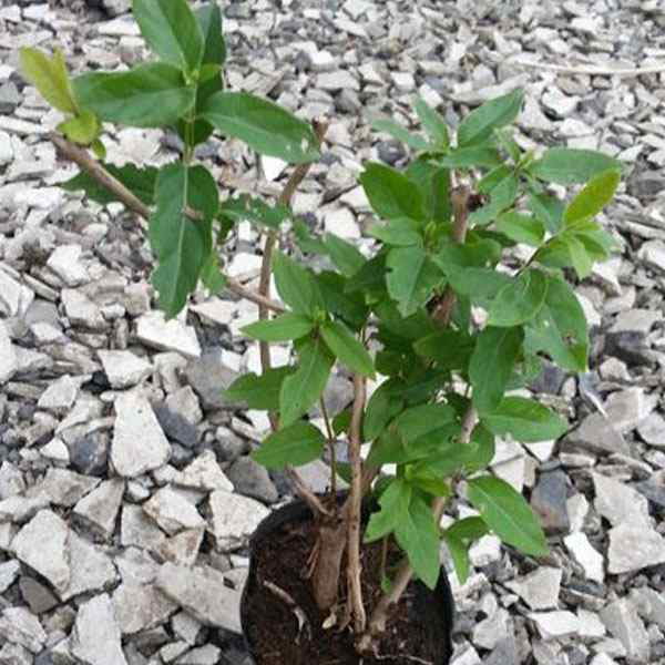 他の人はこちらも検索 庭木 苗 半常緑 24ポットセット スイカズラ 花木 金銀花の 忍冬 種・苗