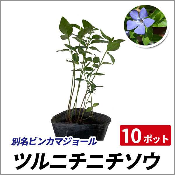 ツルニチニチソウ 10ポットセット 常緑 グランドカバー 寄せ植え ビンカマジョールの通販はau Pay マーケット 相馬グリーン