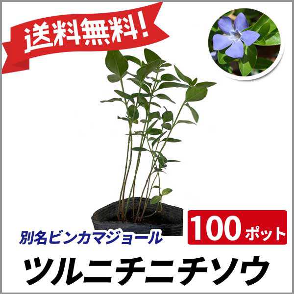 ツルニチニチソウ 100ポットセット 常緑 グランドカバー 寄せ植え ビンカマジョール 送料無料の通販はau Pay マーケット 相馬グリーン