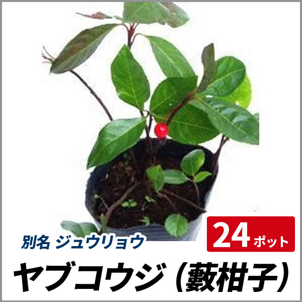 ヤブコウジ 24ポットセット 十両 常緑 日陰 グランドカバー 寄せ植え 盆栽の通販はau Pay マーケット 相馬グリーン
