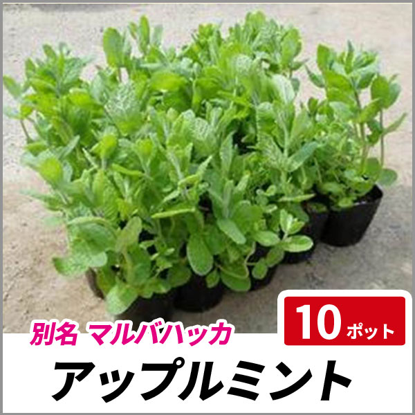 アップルミント 10ポットセット 苗 多年草 ハーブ マルバハッカの通販はau Pay マーケット 相馬グリーン