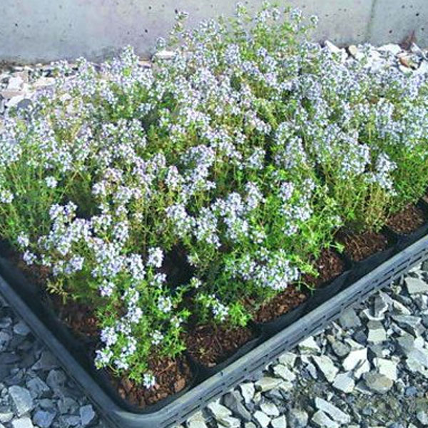 売れ筋 コモンタイム 40ポットセット ハーブ 立性 苗 タチジャコウソウ 在庫有 Www Centrodeladultomayor Com Uy