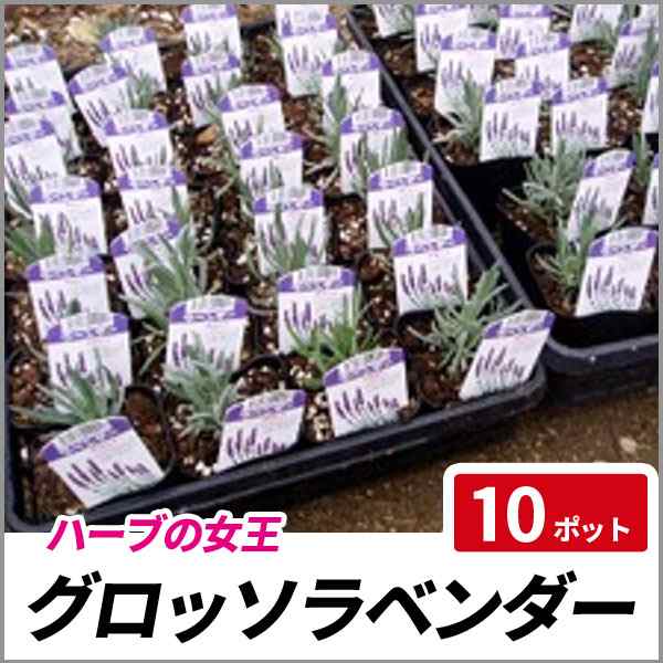 グロッソラベンダー 10ポットセット 常緑 ハーブ 苗 ラバンディン系の通販はau Pay マーケット 相馬グリーン