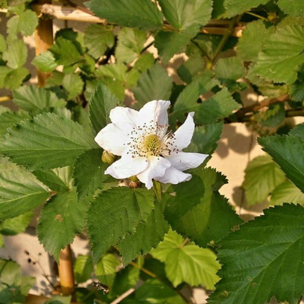 ブラックベリー 品種指定不可 3本セット 落葉 果樹 苗 生垣 キイチゴの通販はau Pay マーケット 相馬グリーン