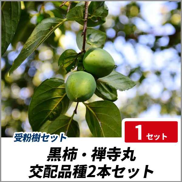 無料長期保証 黒柿苗木