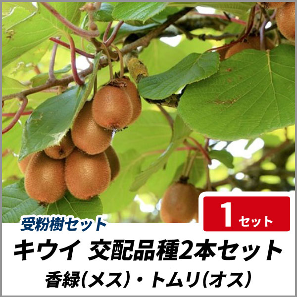 グリーン キウイフルーツ 雌雄苗木セット グリーン キウイフルーツ 雌雄苗木セット