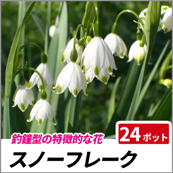 スノーフレーク 24ポットセット 多年草 ガーデニング スズランスイセンの通販はau Pay マーケット 相馬グリーン
