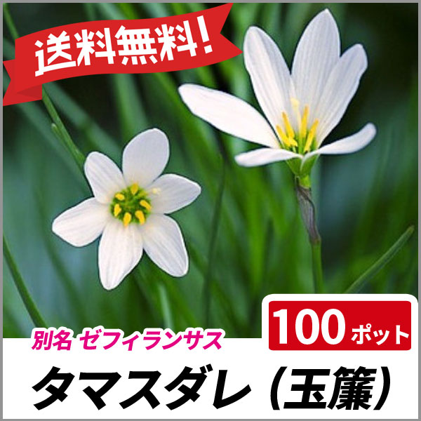 タマスダレ 100ポットセット 多年草 花壇 縁取り ゼフィランサス 玉簾 送料無料の通販はau Pay マーケット 相馬グリーン