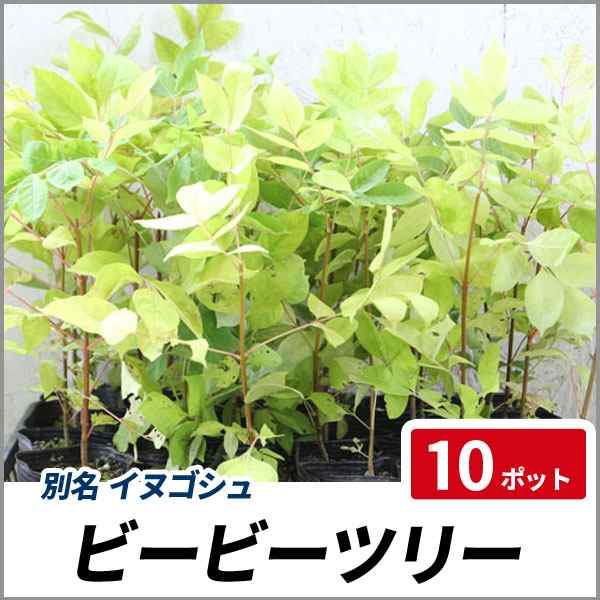 ビービーツリー 樹高20cm前後 10ポットセット 落葉 苗木 蜜源植物 イヌゴシュユ