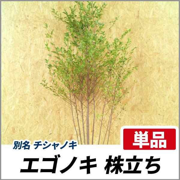 エゴノキ 株立ち 樹高1 8 2 0m前後 根鉢含まず 単品 落葉 植木 庭木 シンボルツリー チシャノキの通販はau Pay マーケット 相馬グリーン