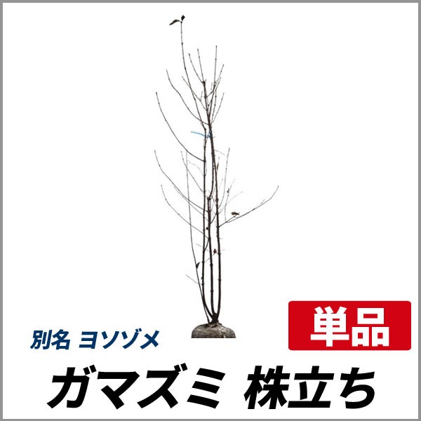 ガマズミ 株立ち 樹高1 8 2 0m前後 根鉢含まず 単品 落葉 株立ち 庭木 シンボルツリー ヨソゾメの通販はau Pay マーケット 相馬グリーン